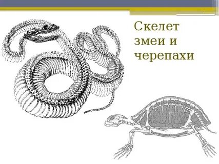 Значение скелета змеи
