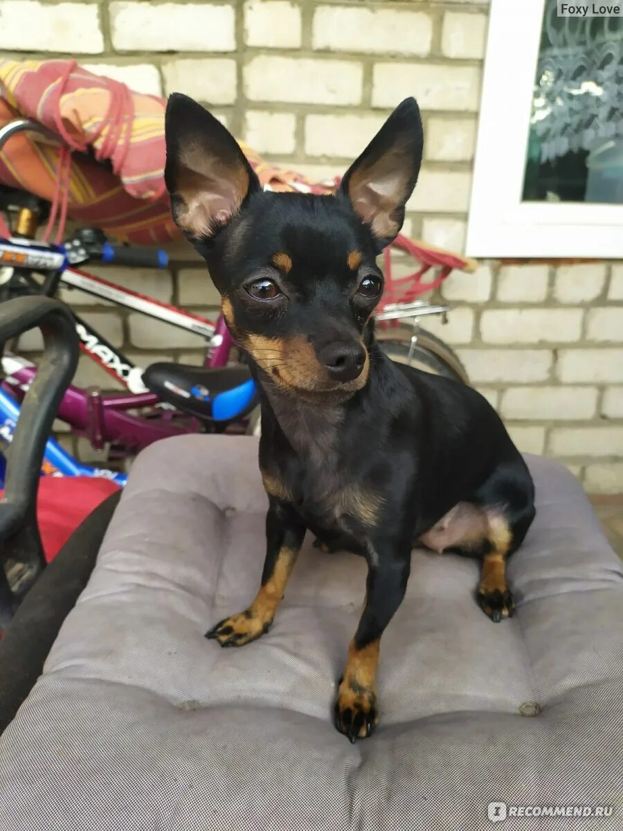 Минусы той терьера. Породистые той терьеры. Русский той породы собак. Карликовый пинчер тойтерер. Немецкий пинчер карликовый описание.