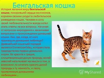 Доклад о кошке 1 класс