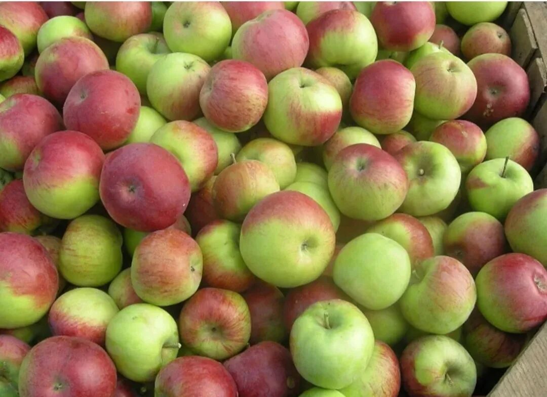 Первый сорт яблок. Яблоки Джонаголд, 1 кг. Сорта яблок Молдавии Джонаголд. Сорт яблони Глостер.