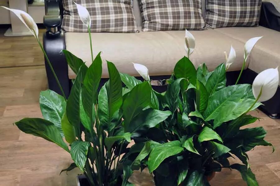 Спатифиллум уоллиса (spathiphyllum wallisii). Спатифиллум обильноцветущий. Спатифиллум. Спатифиллум и антуриум. Японский спатифиллум.