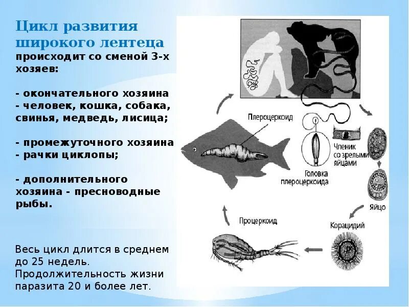 Промежуточный хозяин рачок Циклоп широкий лентец. Схема развития широкого лентеца. Цикл широкого лентеца схема. Широкий лентец цикл развития.