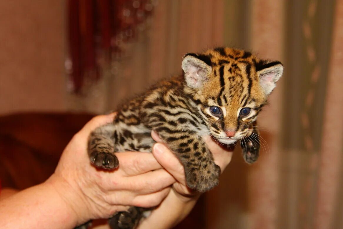 I Tried to Impregnate an Ocelot With Frozen Sperm From a Dead Cat