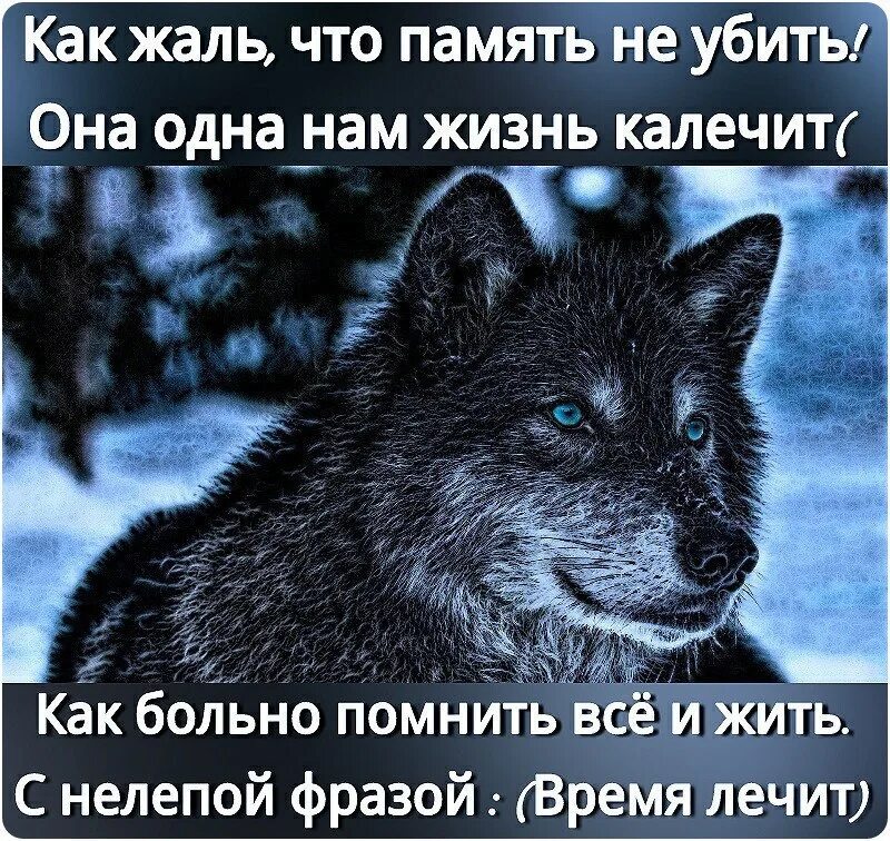 Волки цитаты в картинках со смыслом.