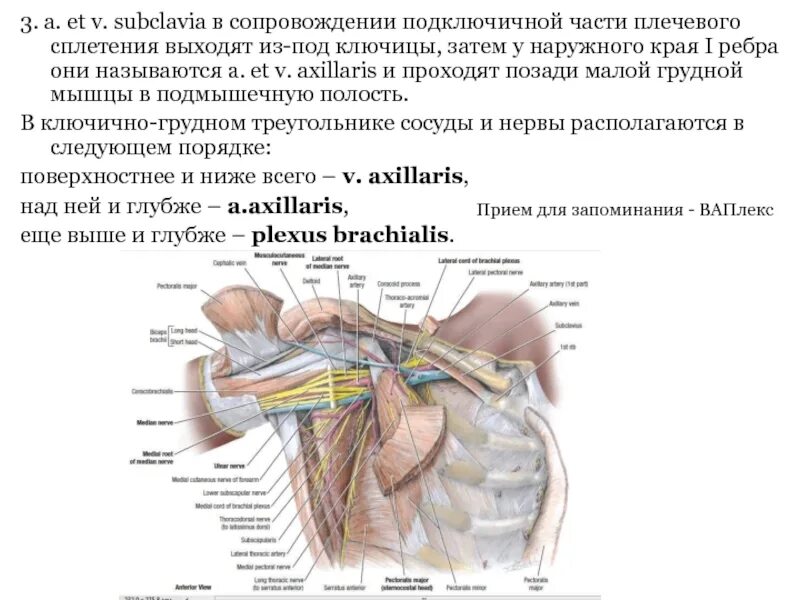 Боль в ключице слева и шее. Подключичная область схема. что находится под ключицей спереди. боли под ключицей с левой стороны спереди. подключичная часть плечевого сплетения.