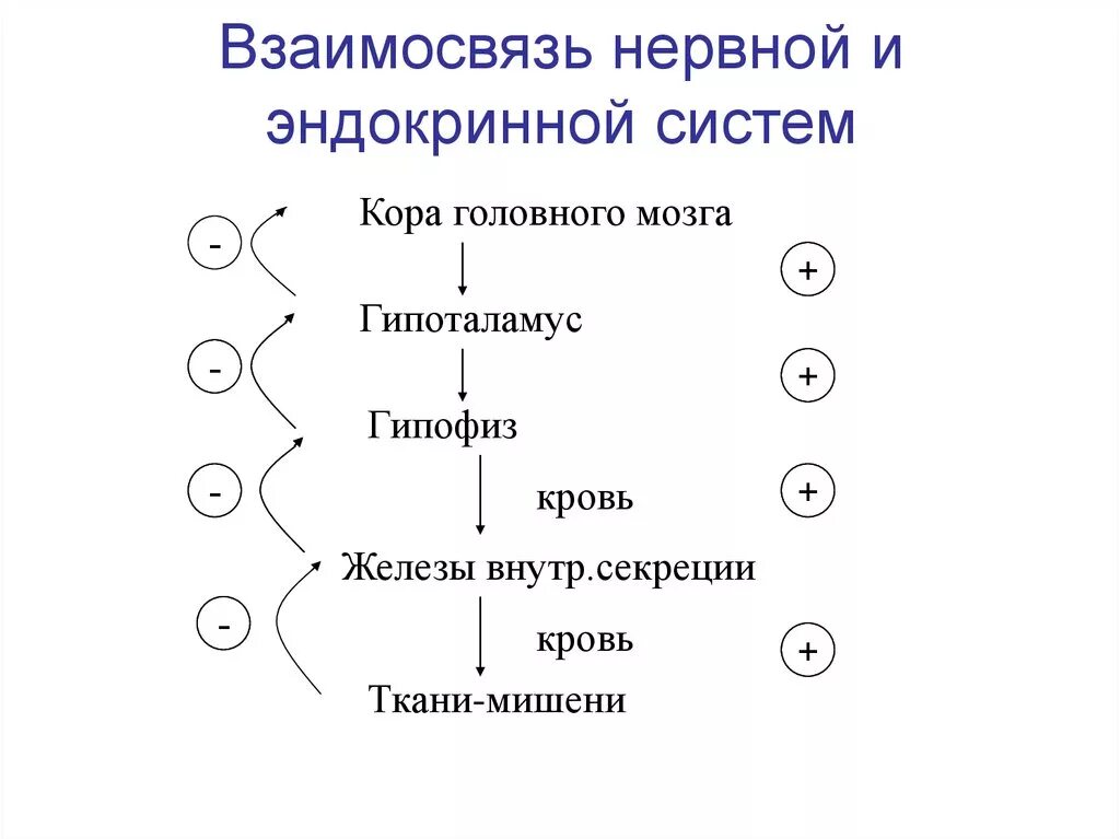 Взаимосвязь между нервной системой. Взаимосвязь нервной и эндокринных механизмов регуляции. Схема симпатической и парасимпатической нервной системы. Схема взаимодействия нервной и эндокринной систем. Взаимосвязь между нервной системой.