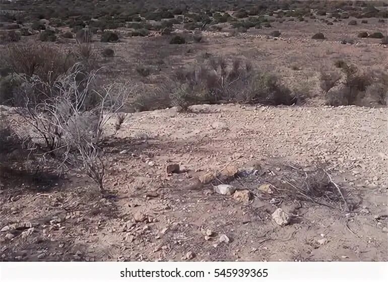 Vegetation and soils. Vegetation and soils