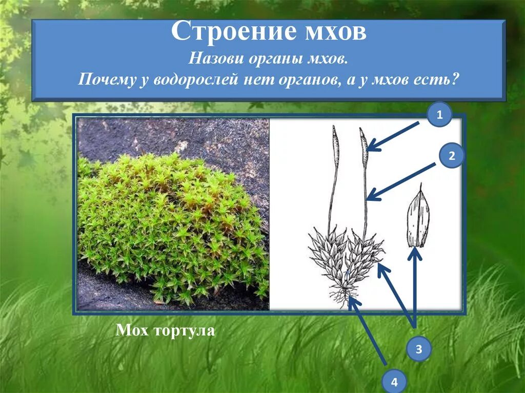 Сходство строения мха и строения водорослей. Органы мха. Строение органов мха. Структура мха. Анатомия мхов.