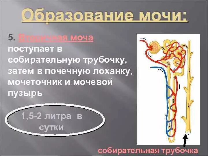 Собирается в почечную лоханку. Вторичная моча поступает. Собирательные почечные трубочки. Первичная моча поступает из. Образование вторичной мочи.