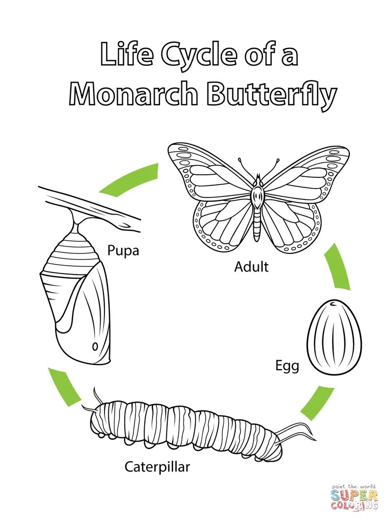 Развитие бабочки схема. Монарх жизненный цикл бабочки. Жизненный цикл бабочки схема. Цикл жизни бабочки схема. Стадии развития бабочки схема для детей.