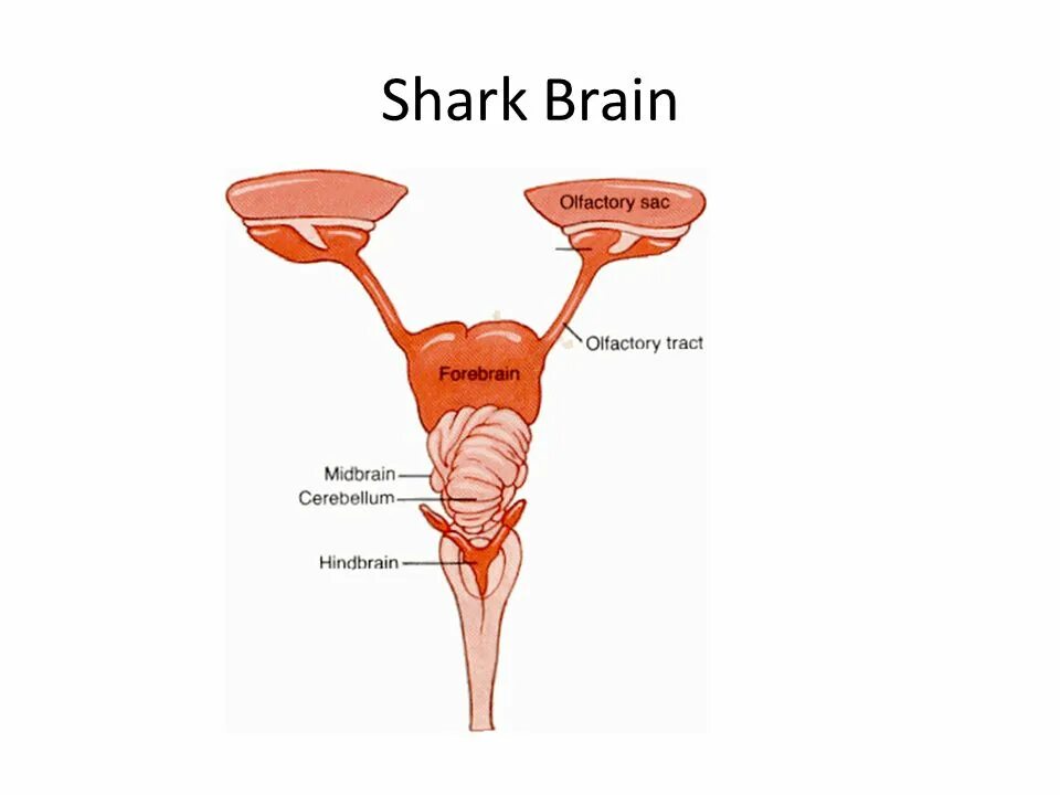 Какой мозг у акулы. Мозг акулы. Мозг акулы строение. Строение головного мозга акулы. Мозг акулы схема.