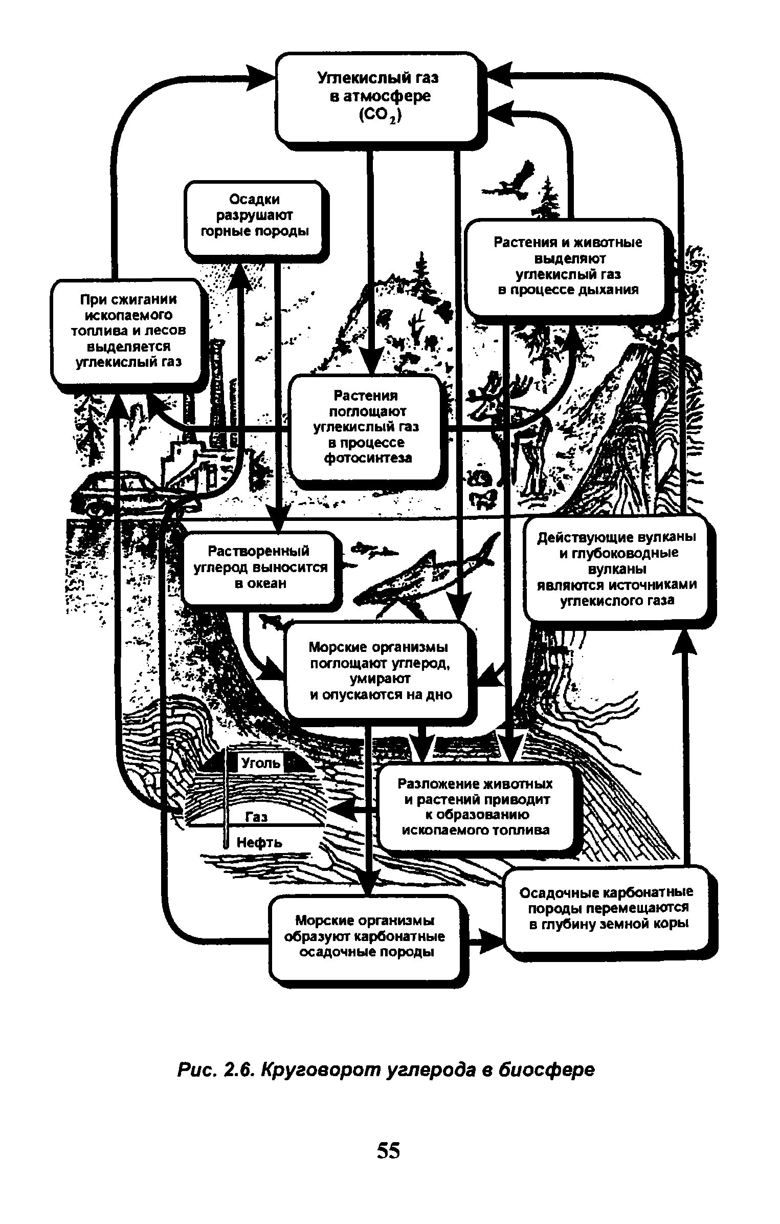 Упрощенная схема круговорота углерода в биосфере. Схема биогеохимического цикла углерода в биосфере. Круговорот углерода в биосфере. Круговорот углерода в биосфере схема. Этап круговорота углерода в биосфере