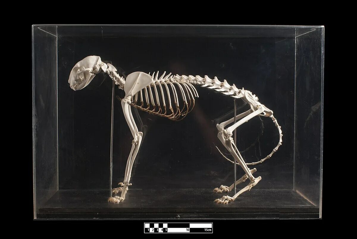 Jonathan Seeney - 3D Printed Cat Skeleton - Sculpted in ZBrush