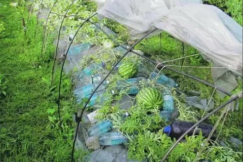 Укрывные грядки