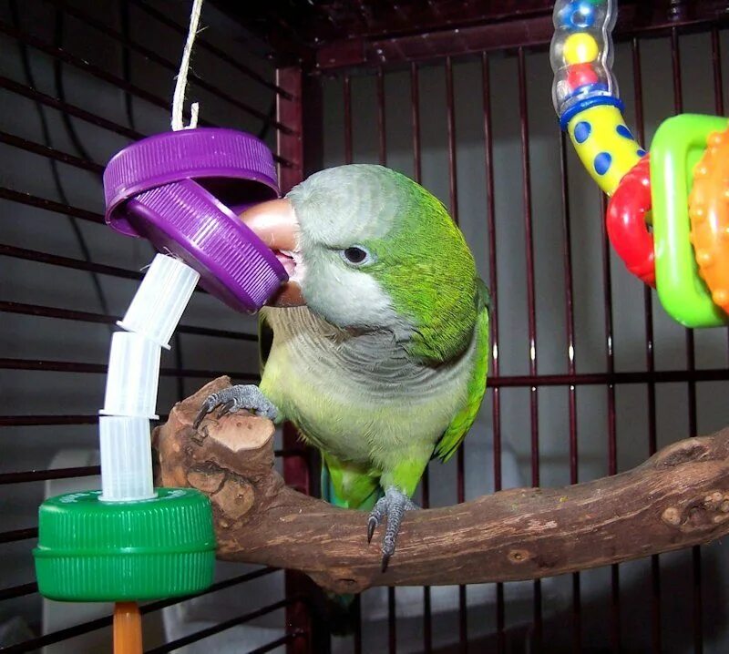 Поделки попугаем в клетку. DIY Parrot Toys. Самодельный попугай