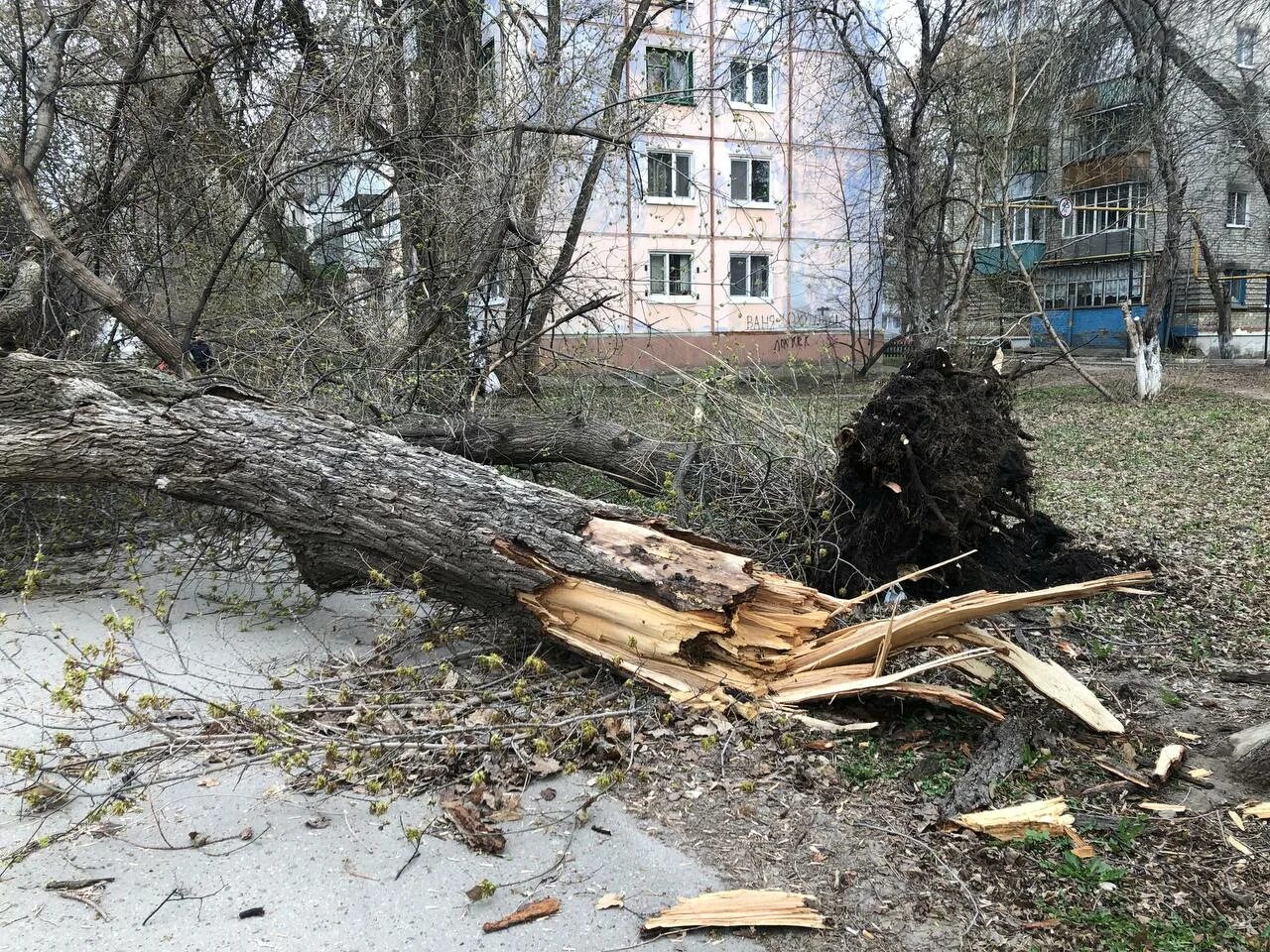 Дерево ломается. Штормовой ветер. Последствия сильного ветра в Ульяновске. Плохая погода.