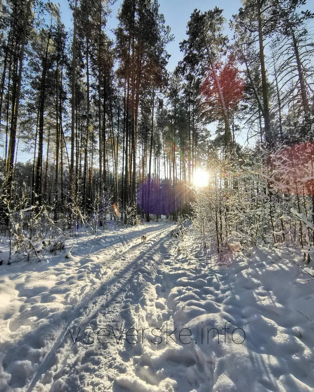 Погода в лесном. Леса в Северске. Красивая зимняя погода лес. Зато Лесной климат. Погулять на Урале зимой.