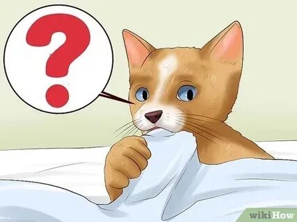 I is a cat