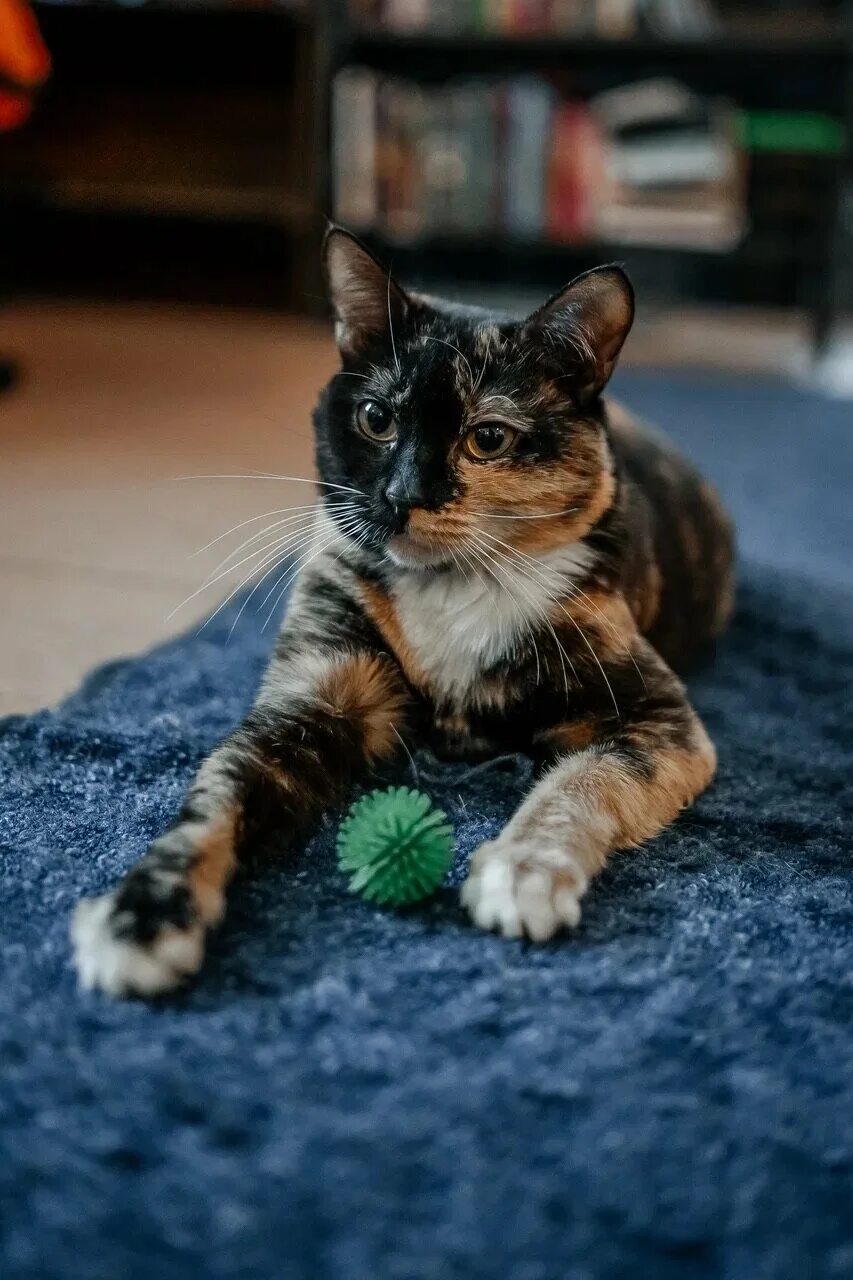 Кафе мур мяу тверь. Антикафе тверь. Котокафе тверь. Мур мяу тверь. Котокафе мур мяу тверь.