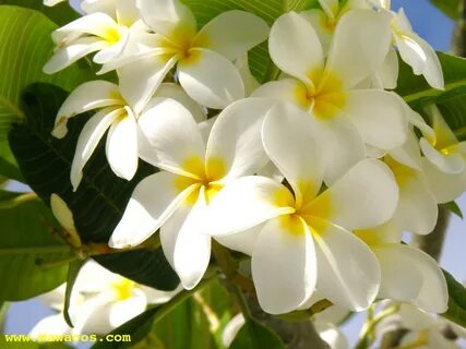 PLUMERIA o FLOR DE MAYO.