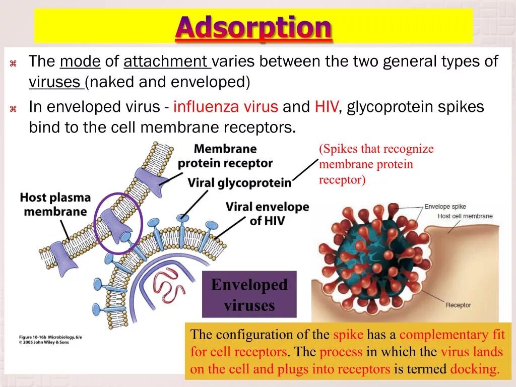 Адсорбция вируса. Virus adsorption. Virus receptor. The structure of the influenza virus Cell.