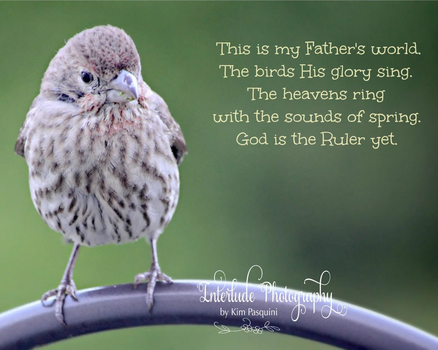 I a bird перевод. Quotes about Birds. Песня Summer Birds. Simple little Birds. Wallace solo for Sparrow.