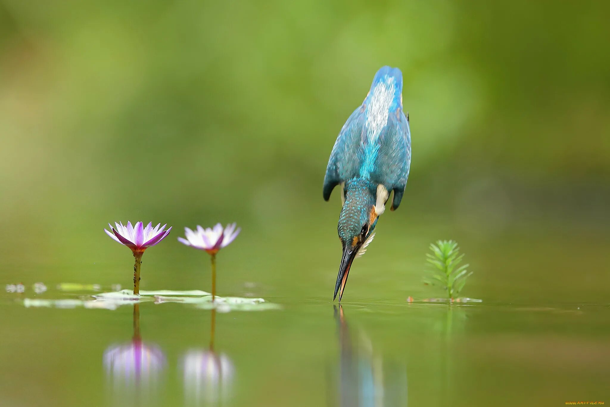Вода и птица слушать