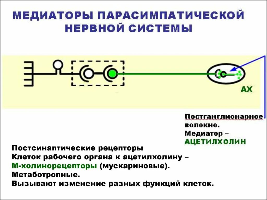 Рецепторы какой отдел нервной системы. Парасимпатическая нервная система медиаторы и рецепторы. Медиатор постнаеглионарных воллкон парасиматической. Медиаторы и рецепторы вегетативной нервной системы. Постганглионарные волокна парасимпатической нервной системы.