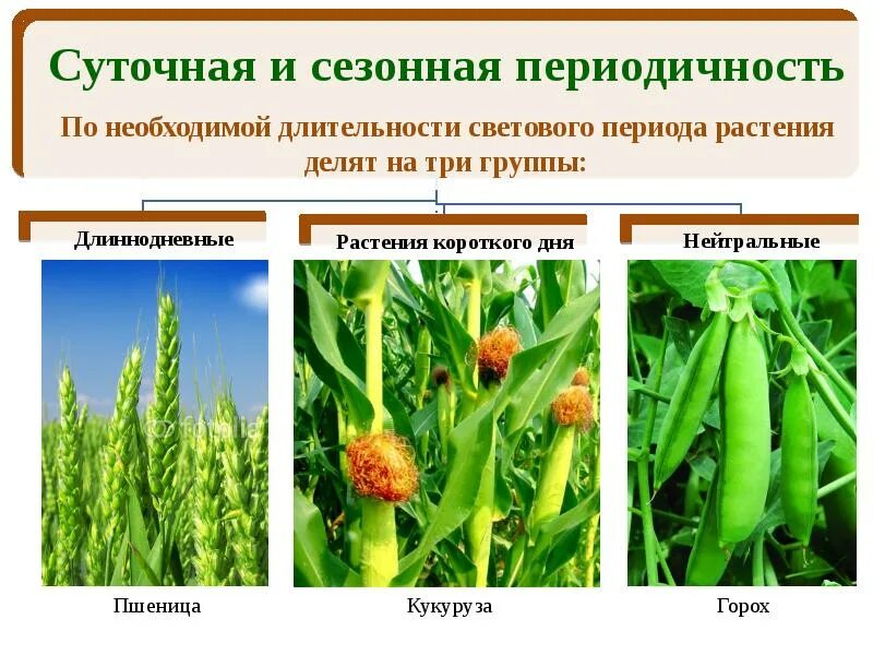 Растения длинного и короткого дня. Короткодневные и длиннодневные растения. Суточная и сезонная периодичность. Растения короткого длинного и нейтрального дня. Реакция организмов на изменение длины светового дня