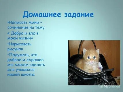 Собаки лучшие друзья мини сочинение