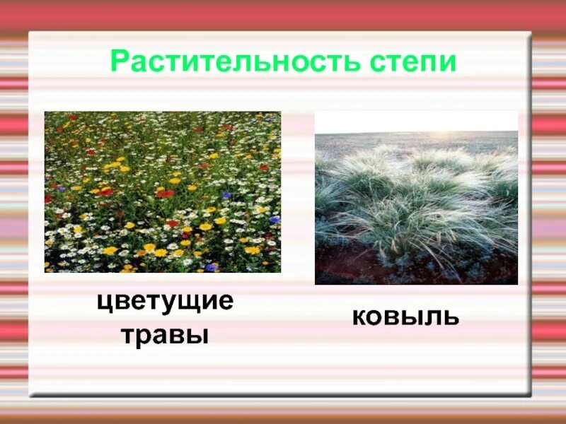 Растительность степи. Растительный мир степи в России. Растительный мир Степной зоны. Природная зона степь растительность.