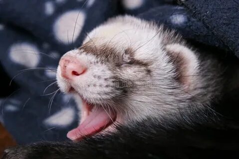 Scan ferret