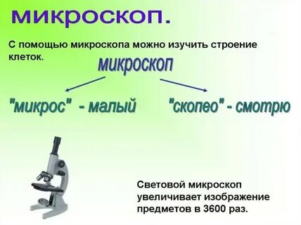 Изучение клеточного строения с помощью лупы