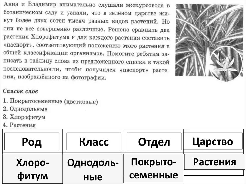 Решу впр 6 класс проценты. Систематика растений Ромашка. Классификация растения Ромашка. Систематика Ромашка 6 класс. Классификация растения Ромашка 6 класс.