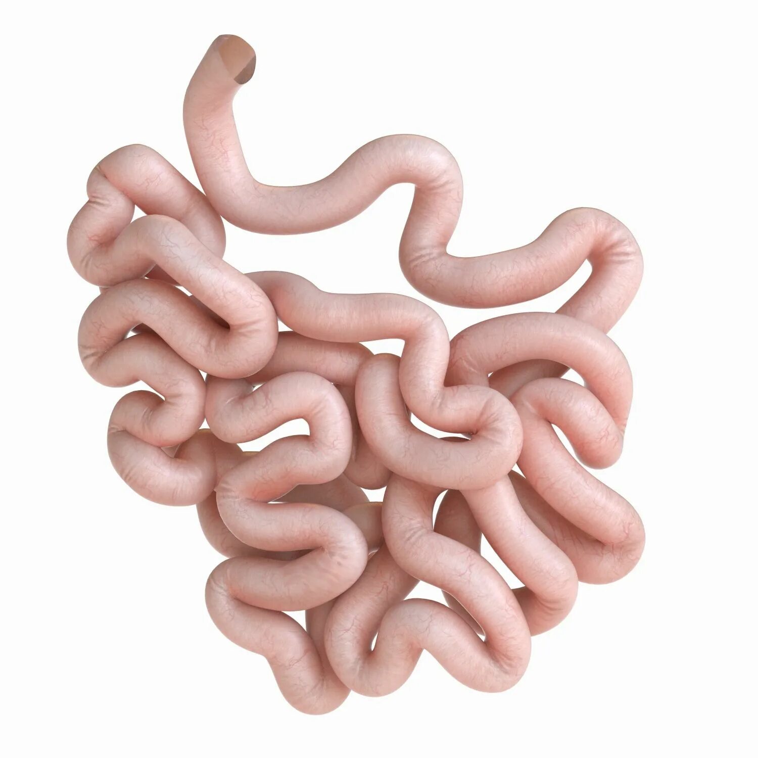 The small intestine
