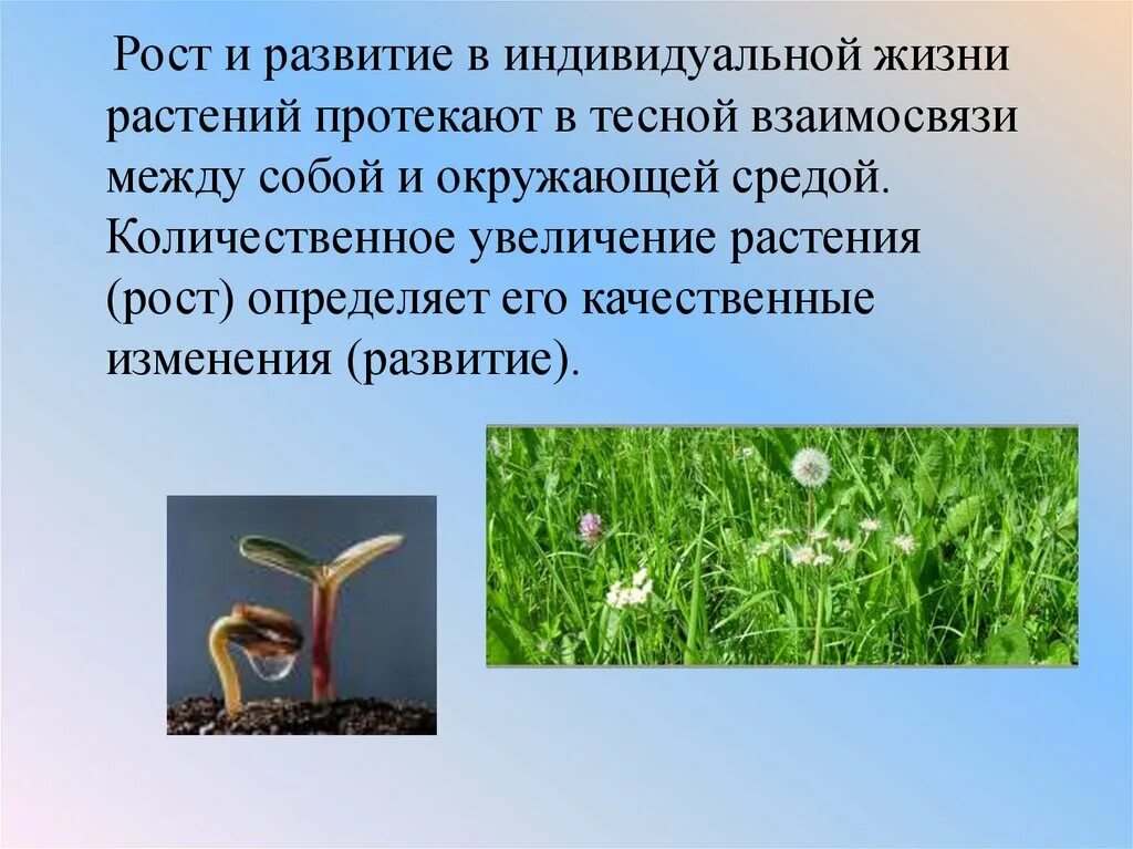 Жизнь растений в 6. Рост и развитие растений. Понятие о росте и развитии растений. Особенности роста и развития растений. Взаимосвязь между ростом и развитием растения.