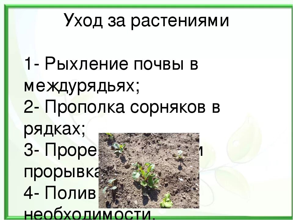 Рыхление почвы помогает сохранить вставьте пропущенные. Рыхлить почву. рыхление почвы. уход за почвой. как ухаживать за почвой.
