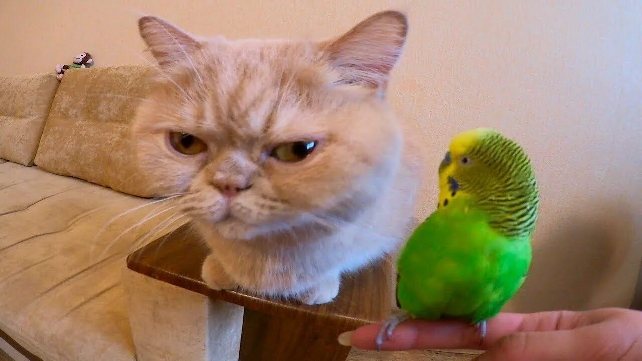 Попугай смешно говорят. Кошка и попугай. котик и попугайчик. привет попугай. кот и попугай смешное.