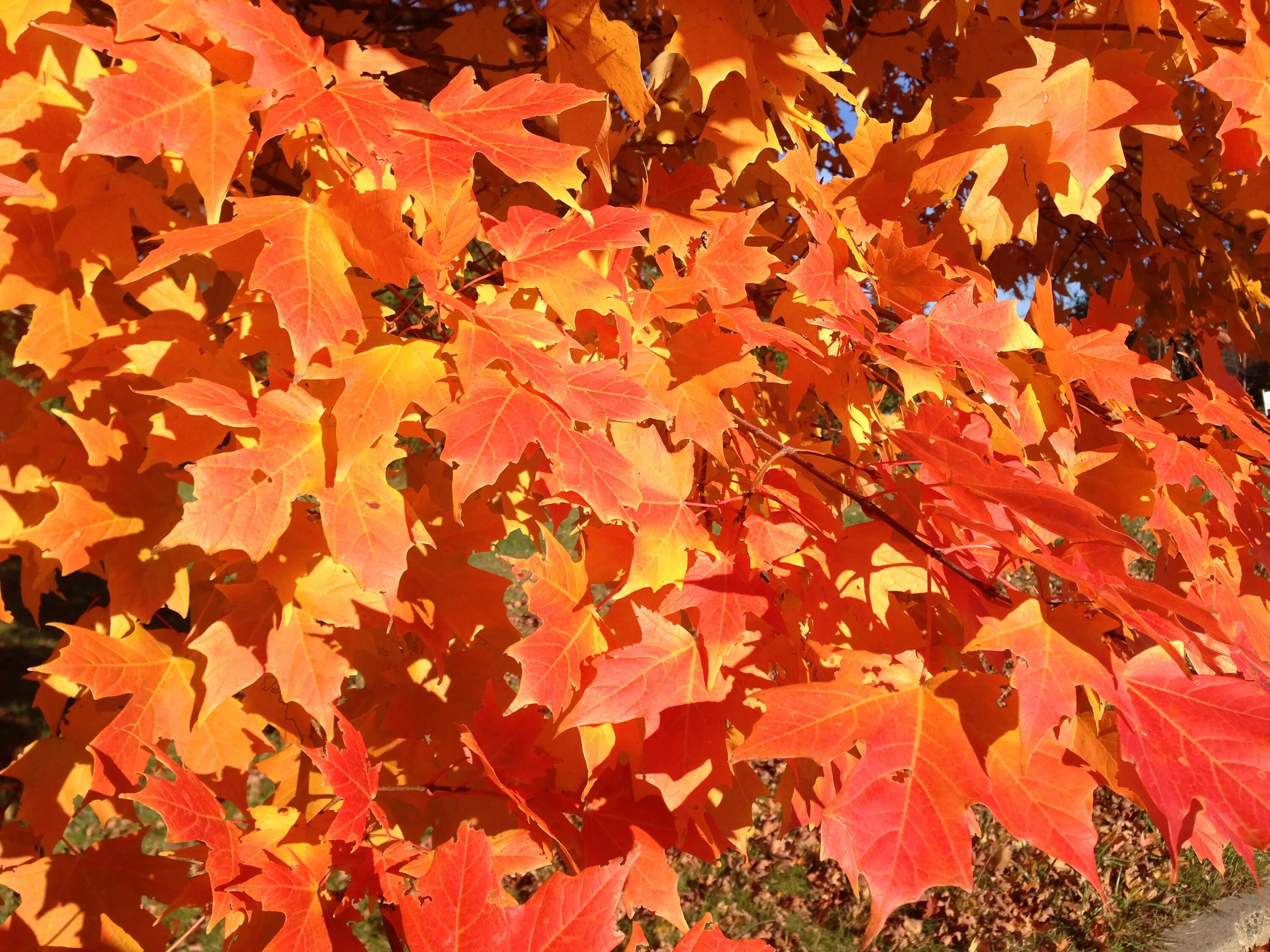 Клен нн. Клен сахарный — acer saccharum. клен канадский сахарный. сахарный клен в канаде. клен рыжежилковый.