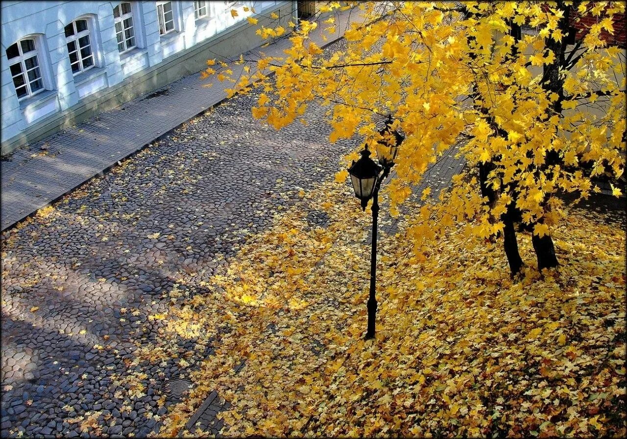 Фонарь листопад. Листопад в городе. Осенняя листва в городе. Осень листопад дождь. Осенний ветер город.