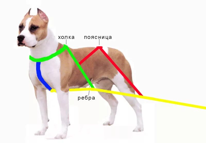 Высокая холка формирующая. Шлейка для вейтпуллинга для собак своими руками. Схема ездовой шлейки для собак. Мерки на шлейку для вейтпуллинга. Шлея ездовая для собак схема.