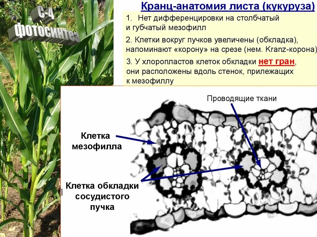 Мезофилл листа клетки. Корончатый мезофилл листа. Кранц мезофилл. С4 растения Анатомическое строение листа. Анатомическое строение листа кукурузы.