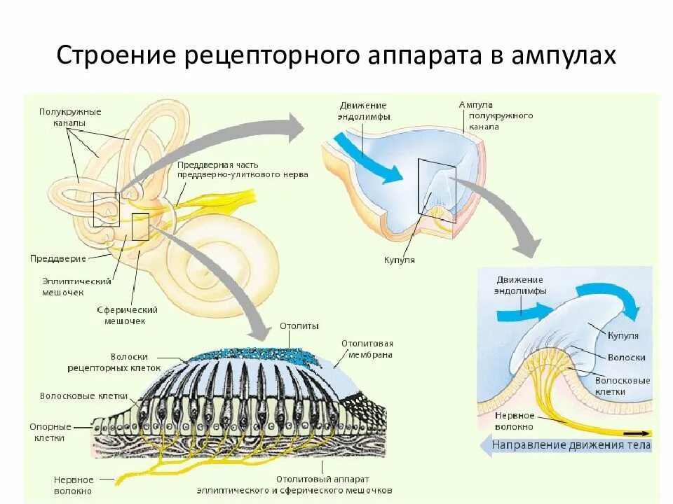 Какие структуры входят в состав вестибулярного аппарата. Вестибулярный анализатор схема физиология. Строение анализатора органа равновесия. Рецепторы вестибулярного анализатора расположены в. Вестибулярный анализатор строение физиология.