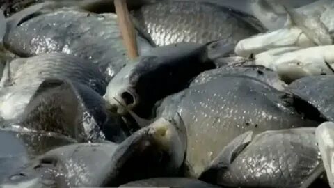 «Қалыңдықтарды блять» фотосуреті