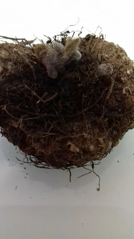 Глоксиния корни луковица. Клубень глоксинии. Глоксиния корни луковица. Клубень глоксинии. Бегония клубневая клубень.