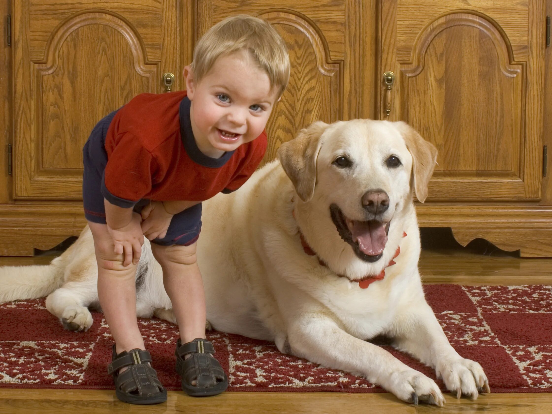 Having pets at home. Домашние питомцы для детей. Лабрадор и дети. Дети и животные на ковре. Дети с животными на ковре.