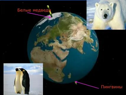 На каком полюсе пингвины и белые медведи
