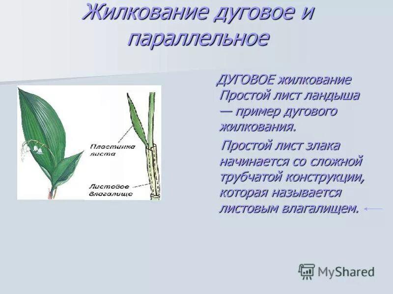 Жилкование злаковых