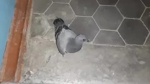 Голубь залетел в комнату