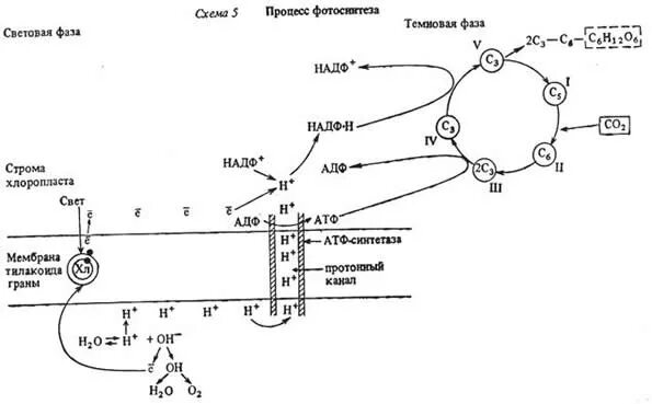 Световая фаза и темновая фаза схема. Синтез глюкозы образование надф 2н фотолиз. Световая стадия фотосинтеза. Световая фаза фотосинтеза схема. Процесс фотосинтеза у растений схема егэ.